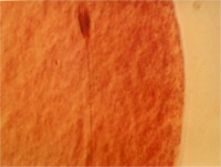 /album/animales/ovocito-fertilizado-jpg/